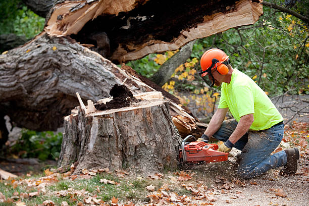 Large Tree Removal in Logan, IA